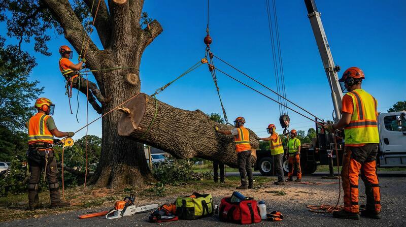 Professional Stump Grinding & Removal in Baton Rouge, LA